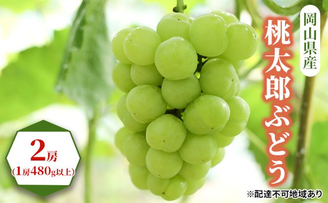 ぶどう 2026年 先行予約 桃太郎 ぶどう 2房（1房480g以上） ブドウ 葡萄  岡山県産 国産 フルーツ 果物 ギフト 