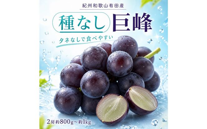 紀州有田産の種なし巨峰ぶどう２房（約800g〜1kg）【2026年発送 先行予約】AN049