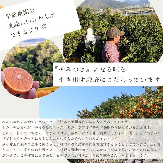 農家直送！有田みかん（5kg 2Sサイズ（小玉）秀品）平武農園　～蛍飛ぶ町から旬の便り～  	BX33