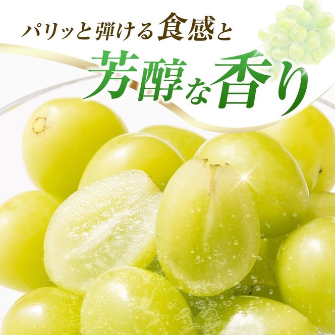 【令和8年発送 先行予約】小林市産 シャインマスカット 2kg（ブドウ ぶどう シャインマスカット マスカット フルーツ 果物 先行受付 限定）