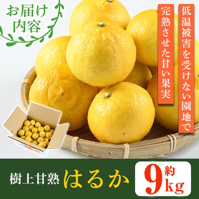 ＜先行予約受付中！2027年2月上旬以降順次発送予定＞数量限定！鹿児島県産 はるか(約9kg) 国産 柑橘 果物 果実 くだもの フルーツ 旬 デザート 期間限定 数量限定 鹿児島県産 阿久根市産 樹上完熟 ノーワックス【三笠農業生産】akn051-02