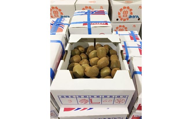 さぬき キウイっこ 一口サイズの甘～いキウイ2kg キウイフルーツ キウイ フルーツ 果物 くだもの 果実 旬の果物 旬のフルーツ 香川 香川県 東かがわ市