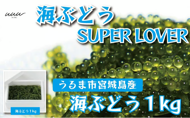 海ぶどうSuperLover　大容量1kgパック【2026年4月より順次発送】