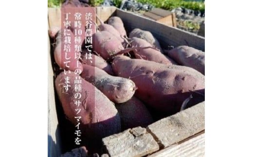 【先行予約】【11月より順次発送】2026年産 鮮やかな黄色のさつまいも ひめあやか10kg（茨城県共通返礼品・行方市産）【サツマイモ　芋　おいしい　甘い 大量 しっとり 焼き芋　てんぷら スイートポテト】(AK108)