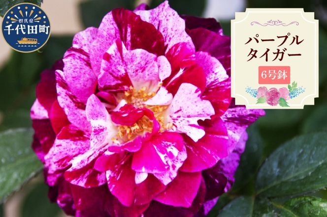 【群馬県千代田】パープルタイガー　【バラ】　鉢植え　６号鉢　鈴木ガーデン