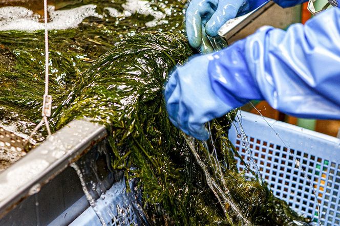 ぎばさ(あかもく) 200g×5個セット|23_ogn-240501