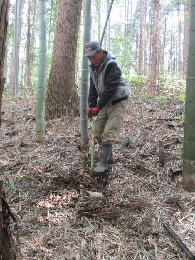 山﨑観光農園のたけのこ 5kg（AU029）