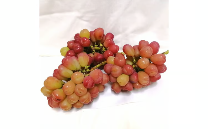 ※2026年の予約です！※【産地直送】フルーツ王国岡山シャインマスカットの娘マイハート入り！ぶどう１.２kg詰め合わせ / 岡山 真庭 マイハート 瀬戸ジャイアンツ サニードルチェ マスカット 食べ比べ 葡萄 ブドウ ぶどう 贈答 新鮮 果物 フルーツ 人気 数量限定 ギフト ぶどう専門 林ファミリー (2026年9月下旬～発送予定) 【hfbd003-01】