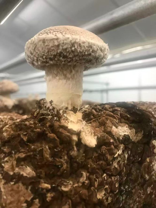 肉厚生しいたけ