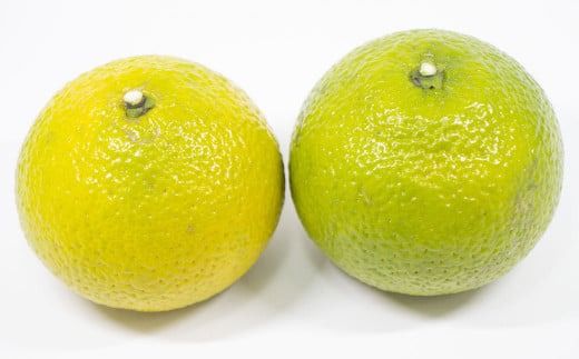 【先行受付】特別栽培スイートスプリング 10kg サイズミックス スイートスプリング みかん フルーツ 果物 果実 特別栽培 九州 熊本県産【2025年12月下旬から2026年2月上旬発送予定】