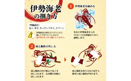 【先行予約】10月直送便 土佐獲れ 活伊勢海老 約700g（２尾～４尾） 天然 エビ　えび 伊勢エビ 海鮮 お刺身 刺し身 丸焼き しゃぶしゃぶ 故郷納税 ふるさとのうぜい 返礼品【株式会社とさもん】 [BQAE103]