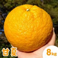甘夏8kg | 数量限定 あまなつ 夏みかん 柑橘 かんきつ くだもの フルーツ 国産 愛知県 知多半島 美浜町 農家直送 産地直送 ※北海道・沖縄・離島への配送不可 ※2026年4月上旬～5月下旬頃に順次発送予定