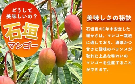 【先行予約】《2026年7月以降より順次発送》石垣島産 マンゴー (アーウィン種) 5～6玉(箱含め約2kg)《樹齢30年の木で育ったマンゴー》｜産地直送 沖縄 石垣島 マンゴー アーウィン マンゴー フルーツ TP-2
