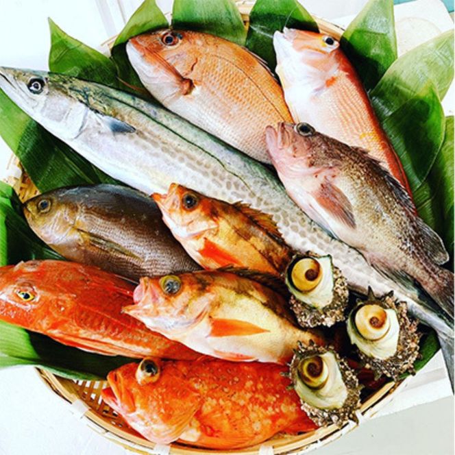 京都府宮津市産『朝どれ！山一鮮魚おおきに便』約4～5kg 魚介類 セット 産地直送 鮮魚 内臓処理加 鮮度抜群 冷蔵 詰め合わせ 旬 鯛 