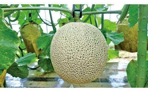 【数量限定】京都丹後産 セリーヌメロン 1玉入り（2026年7月～発送） 国産 旬 アールスメロン めろん ふるさと 納税 メロン 青肉 ふるさと 納税 期間限定 ふるさと 納税 フルーツ くだもの 果物　AM00716