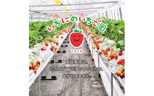 いちご狩り 5品種 食べ放題 50分 ペア 入園券 N085-YB356