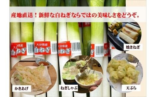 ネギ 【先行予約】産地直送・新鮮！甘くて美味しい白ネギ (3kg前後) 西日本トップクラスの産地・大分県豊後高田市産 広大な干拓で育ったミネラル豊富な白ねぎ ネギ ねぎ 長ネギ 鍋 野菜 149977bt1