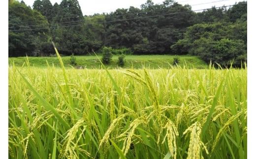 米 南三陸町産 ひとめぼれ めぐりん米 玄米 1kg [南三陸さんさんマルシェ 宮城県 南三陸町] お米 ブランド米 ご飯 ごはん コメ こめ 小分け 家庭用 FAK-0011