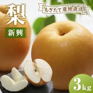 【産直もぎたて】里山のもぎたて新興梨 3㎏（国産 フルーツ 果物 くだもの 梨 ナシ 新興 旬 限定）