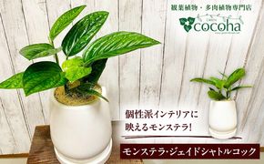 凸凹葉っぱの珍しいモンステラ 『モンステラ・ジェイドシャトルコック』 糸島市 / cocoha 観葉植物 グリーン 緑 インテリア[AWB041]