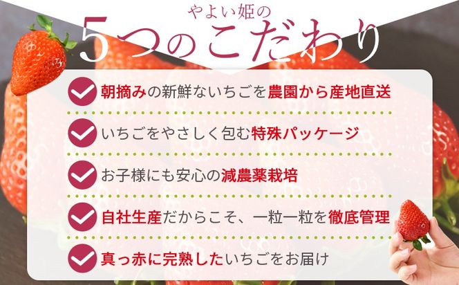 ＜高級いちご「やよい姫」（15粒×1パック 約380g以上）簡易包装＞2025年1月上旬から4月末迄に順次出荷【 簡易包装 ご家庭用 いちご イチゴ 苺 先行予約 甘い 果物 フルーツ 季節物 お祝い お返し サンクール・スマイルファーム 】【b0854_sn】