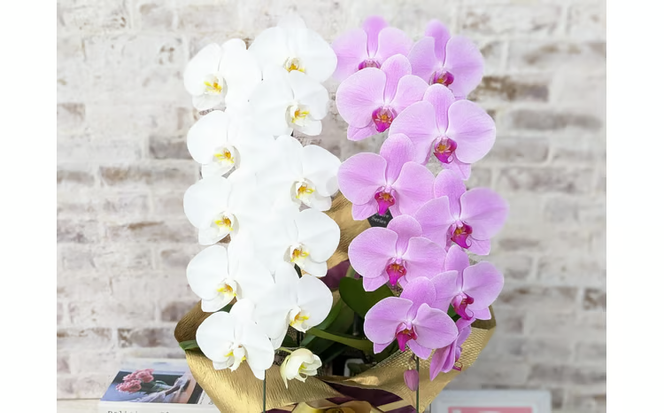 B098　【☆新機能☆ZERO胡蝶蘭】　紅白胡蝶蘭　２本立て＊白・ピンク＊（大輪）＜７つの特典付き！＞〈約高さ８５ｃｍ、横幅４０ｃｍ、奥行き４０ｃｍ〉22輪以上