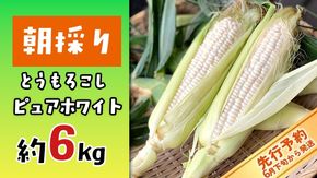 【 先行予約 2026年6月下旬以降発送】【 令和8年産 】 朝採り とうもろこし （ ピュアホワイト ） 約 6kg トウモロコシ スイートコーン 野菜 産地直送 期間限定 [AX060ya]