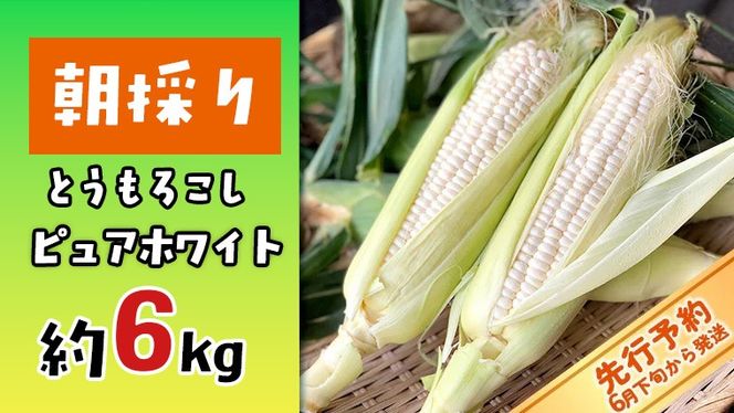 y錧㒬zy s\ 2026N6{ȍ~zy ߘa8NY z ̂ Ƃ낱 i sAzCg j  6kg gERV XC[gR[  Yn Ԍ [AX060ya]