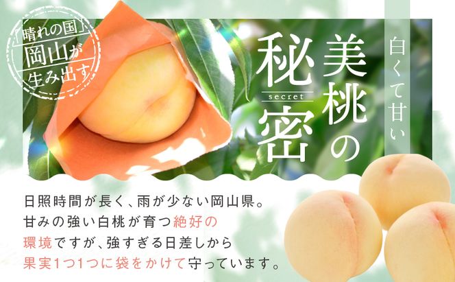 桃 2026年 先行予約 清水白桃 8玉 合計約2.0kg もも モモ 岡山県産 国産 フルーツ 果物 ギフト