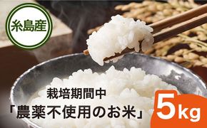【先行受付中】栽培期間中 農薬不使用のお米 ヒノヒカリ 5kg 【2026年10月下旬以降発送以降順次発送】糸島市 シーブ [AHC005] お米 5kg 送料無料 ギフト おこめ 5キロ 無農薬 米 おにぎり