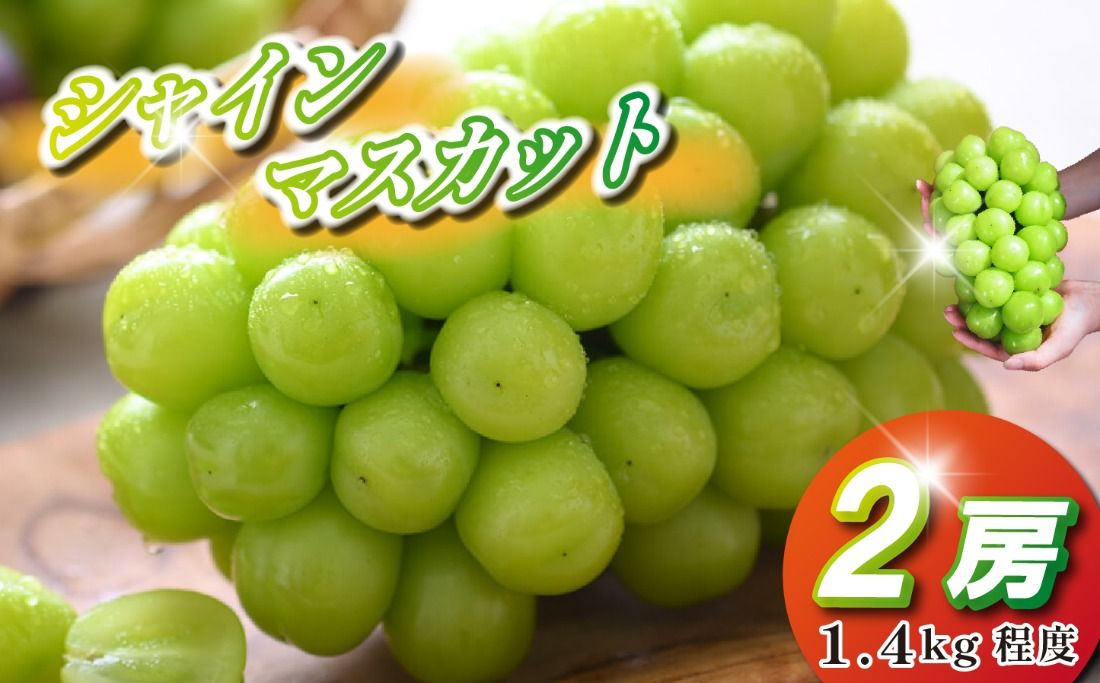[観光農園直送!]シャインマスカット 2房 1.4kg程度(ぶどう ブドウ マスカット フルーツ 果物)