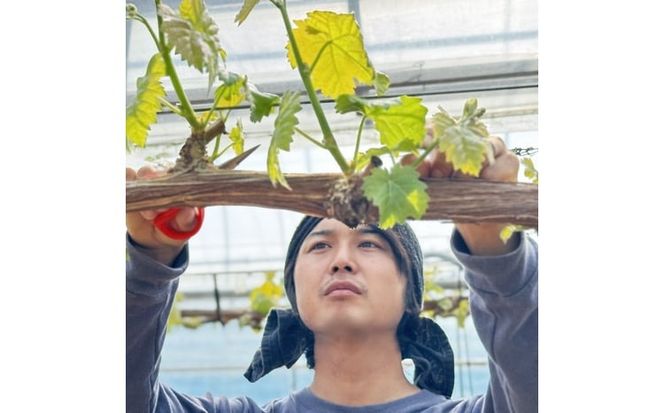 ぶどう 2026年 先行予約 農家こだわりのシャインマスカット＆ハート型のマイハート 合計約1.2kg ブドウ 葡萄 岡山県産 国産 フルーツ 果物 ギフト 【 Nini farm 農家 直送 】 [№5735-3311]