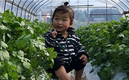 糸島産 パクチー 600g ( 100g × 6袋 )   糸島市 / MURA FARM [AFD001] 国産 パクチー エスニック アジアン オーガニック野菜