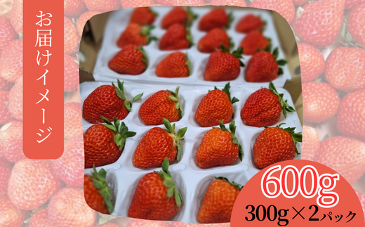 【先行予約】《期間限定》イチゴの最高級品種 ペチカほのか 300g（12～24粒）2パック 【令和8年7月以降発送予定】 香美苺 いちご イチゴ 人気 おすすめ 兵庫県 香美町 村岡 ユースランド 18-06