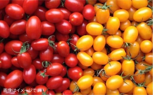 【全12回定期便】【 福岡県 糸島産 】 朝採れ 野菜 セット （ 12品 前後 ）《糸島》 【オーガニック ナガミツファーム】 	[AGE026]