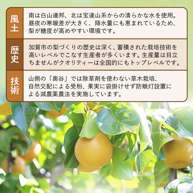 【2026年先行予約】【訳あり】梨 福袋 5kg