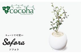 ソフォラ 糸島市 / cocoha [AWB014] 観葉植物 緑 グリーン 暮らし インテリア 植物 鉢 おしゃれ 室内