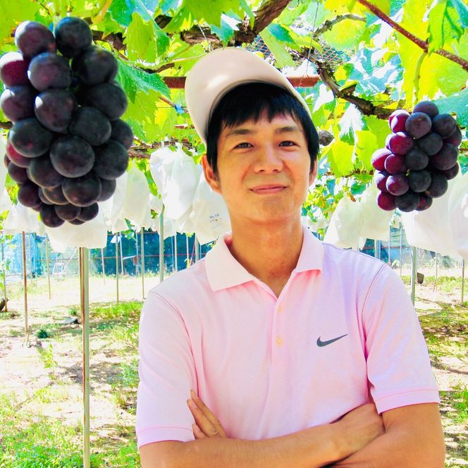  【8月下旬に発送】ジューシーな高級ぶどう 約2kg(3~5房)/ぶどう 藤稔 黒ブドウ 果物 くだもの フルーツ 有機 【kmf004】