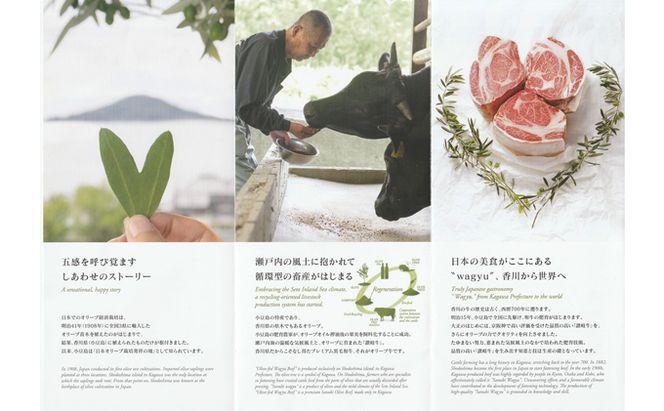 香川県産　オリーブ牛、豚　500ｇ　定期便（7月～12月） 牛肉 お肉 豚肉 毎月届く 半年 6回お届け すき焼き ロース しゃぶしゃぶ 焼肉 スライス 切り落とし 
