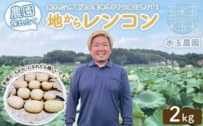 農園採れたて 地からレンコン 2kg | 産地直送 茨城県 土浦市産 れんこん 蓮根 シャキシャキ ※2026年9月～発送