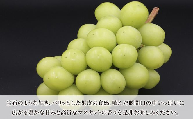 青森県産 シャインマスカット 秀品 1房 約600g 果物 ぶどう フルーツ 豊かな甘み 種無し 皮ごと 大粒 化粧箱入り デザート 