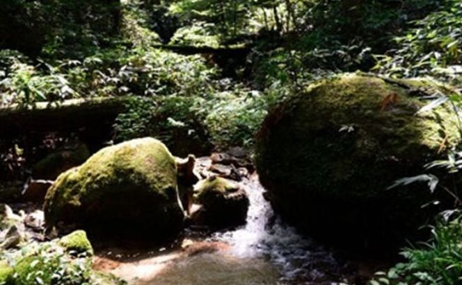 杲流 純米吟醸 夢吟香 720ml お酒 日本酒 純米吟醸酒 