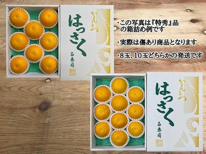 手詰め 有田 はっさく L × 8玉 または M × 10玉 サイズ ちょっと 傷あり 南泰園 みかん  BS714