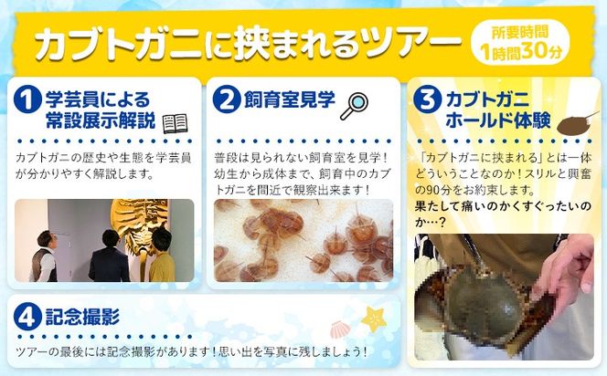 カブトガニに挟まれるツアー 記念品Tシャツ付き 選べる人数 1名 2名 3名 4名 5名 カブトガニ博物館《寄附お申し込み約1週間後にご連絡差し上げます(土日祝除く)》岡山県 笠岡市 カブトガニ 博物館 チケット ツアー 送料無料---K-77---