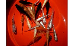 讃岐のめだかの特選めだか レインボーミックスめだか10ペア 372013_EX021