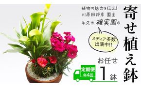 《 3ヶ月に1回お届け！年4回 定期便 》【 確実園 オリジナル 】 寄せ植え （おまかせ1点） ガーデニング 花 はな フラワー 鉢 鉢植え [BG011us]