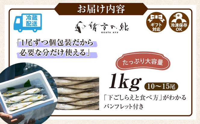 若あゆ（冷蔵配送）1kg（10尾～15尾）OGATA養殖技術研究所 南紀白浜 304018_FA01