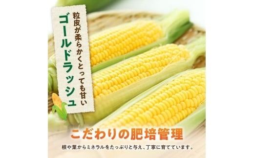 【令和8年発送】黒木さんのゴールドラッシュ4.5kg【 数量限定 季節限定 産地直送 とうもろこし コーン とうきび 野菜 】 [C10902]