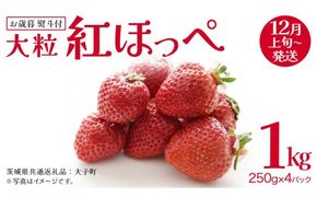 【 お歳暮 熨斗付き 】 紅ほっぺ 250g（8～12粒）×4パック (茨城県共通返礼品：大子町) いちご 苺 果物 フルーツ 果実 贈答用 ギフト 贈り物
