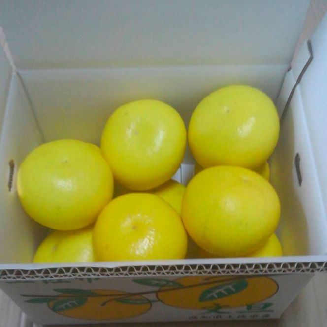 ＜2026年1月下旬より順次発送＞嬉龍の土佐文旦　贈答用　2～3Ｌサイズ　約5kg　減農薬